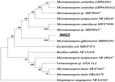 Inoculation with Micromonospora sp. enhances carbohydrate and amino acid production, strengthening antioxidant metabolism to mitigate heat stress in wheat cultivars